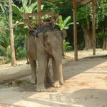 Laos : A dos d'éléphant la visite est plus fantastique.
